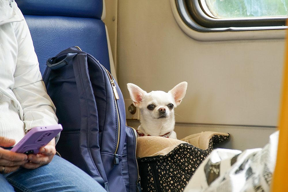 Traveling With Your Dog: A Complete Guide