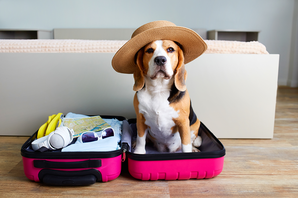 Tips for First-Time Pet Travelers