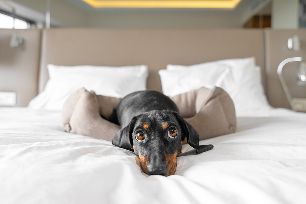 How to Prepare Your Pet for Hotel Stays
