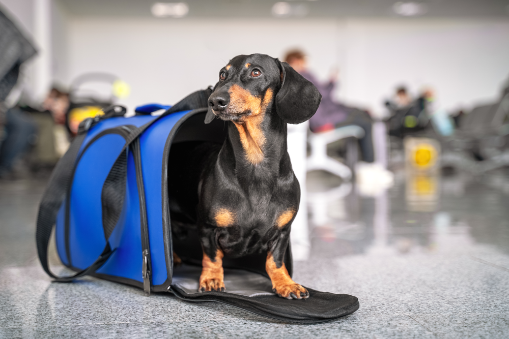 How to Make Hotel Stays Stress-Free for Your Pet
